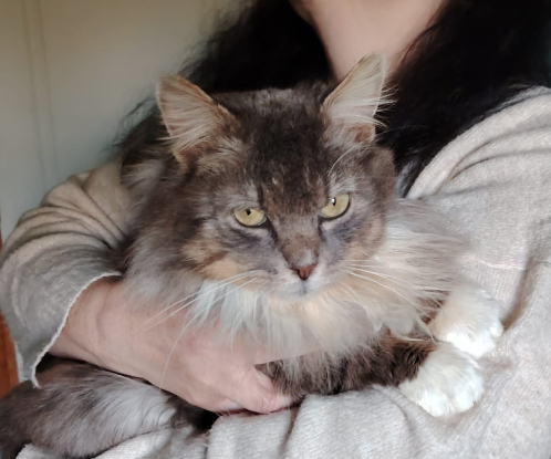 Adopter Beaugosse