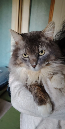 Adopter Beaugosse