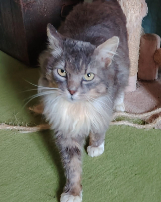 Adopter Beaugosse