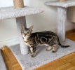 Hopa a adoptée avec un chat deja présent chez vous