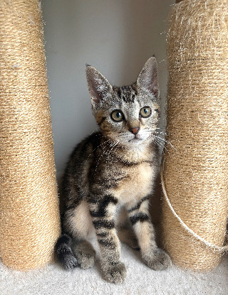 Adopter Hopa a adoptée avec un chat deja présent chez vous