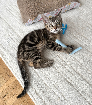 Adopter Hopa a adoptée avec un chat deja présent chez vous