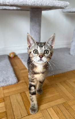 Adoption Hopa a adoptée avec un chat deja présent chez vous