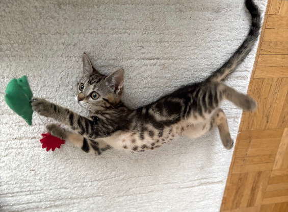 Adoption Hopa a adoptée avec un chat deja présent chez vous