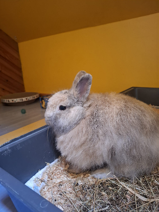 Adopter Goyave