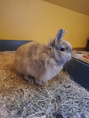 Adopter Goyave