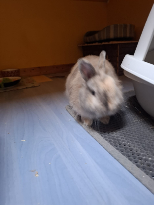 Adoption Goyave