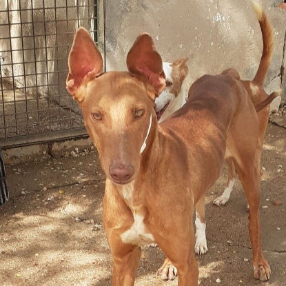 Adopter Jade