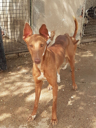 Adopter Jade