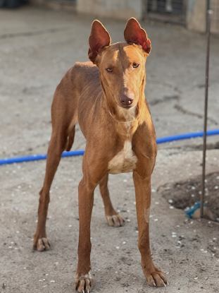 Adopter Jade
