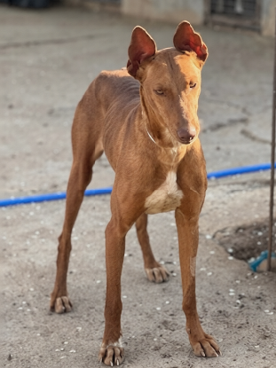Adoption Jade