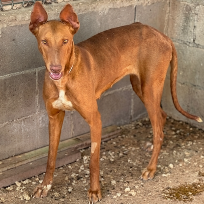 Adoption Jade