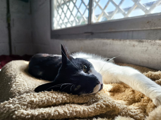 Adopter Dario