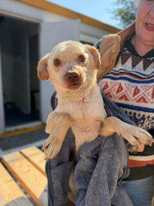 Adopter Elio