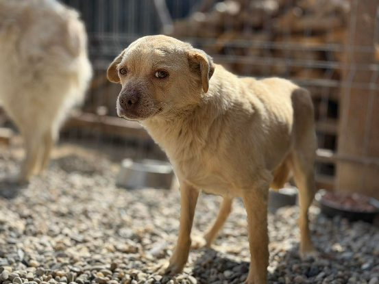 Adopter Elio