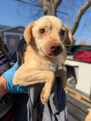 Adoption Elio
