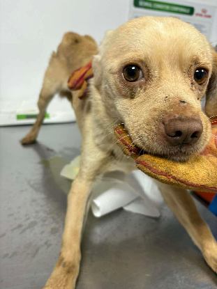 Adoption Elio