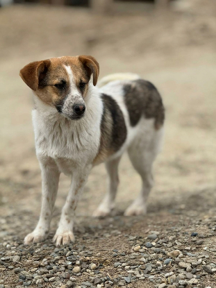 Adopter Nooky