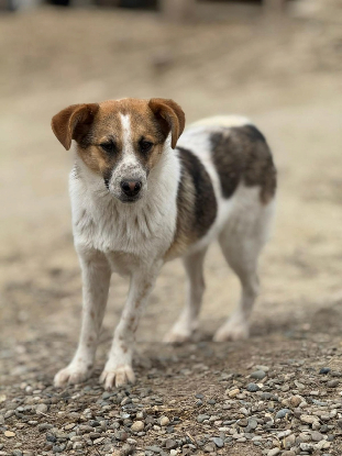 Adopter Nooky