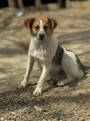 Adoption Nooky