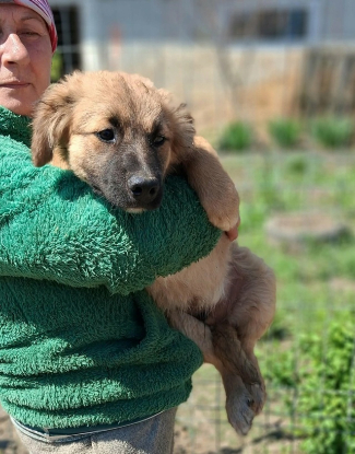 Adopter Liko