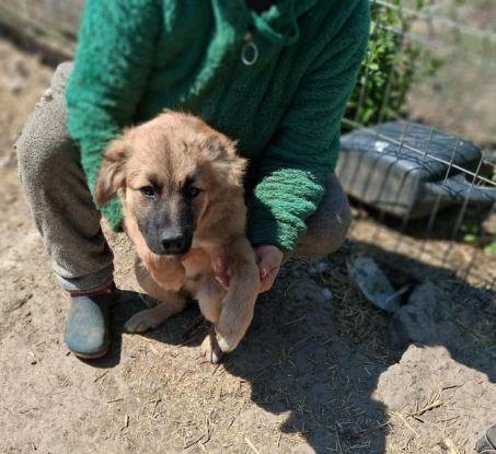 Adopter Liko
