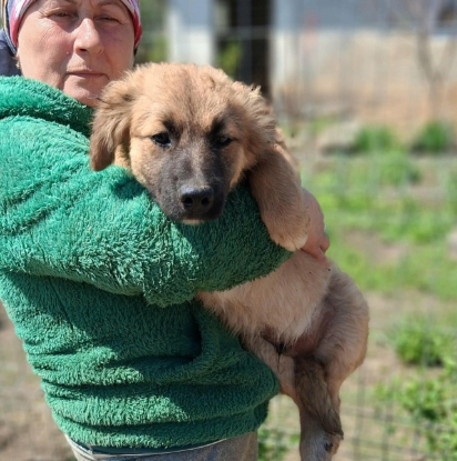 Adopter Liko