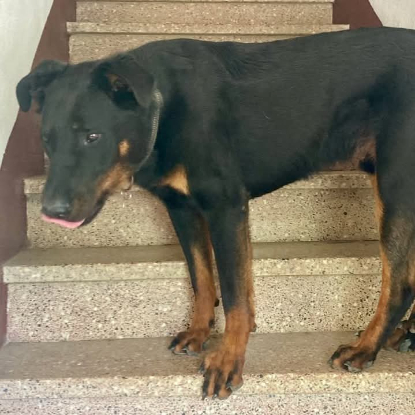 Adopter Filou