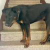 Filou