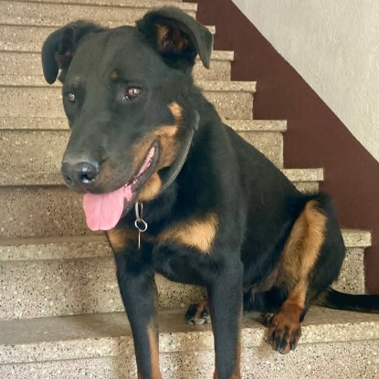 Adopter Filou