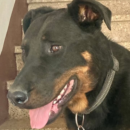 Adopter Filou