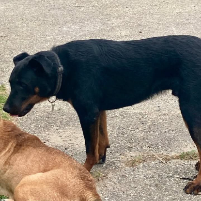Adoption Filou