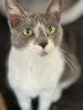 Elisa