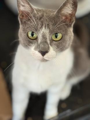 Adopter Elisa