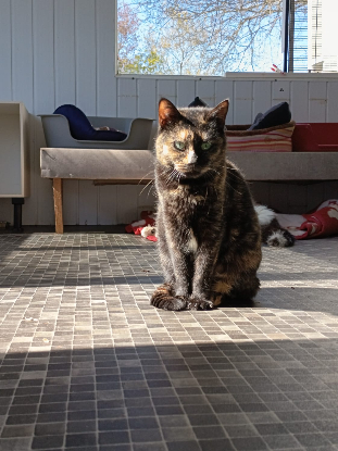 Adopter Torphée