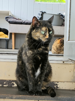 Adopter Torphée