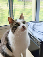 Adopter  chat : Chasseur