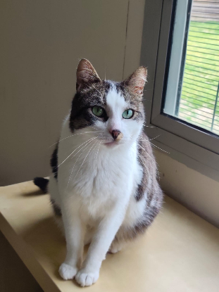 Adopter Chasseur