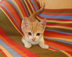 Adopter  chat : Spiky