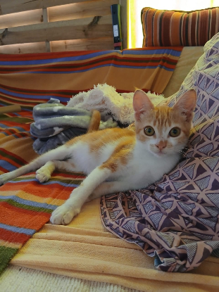 Adopter Spiky