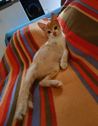 Adopter Spiky