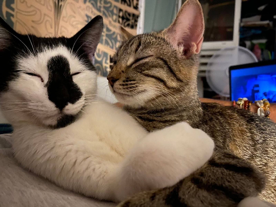 Adopter Kiri et ricotta