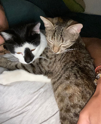 Adopter Kiri et ricotta