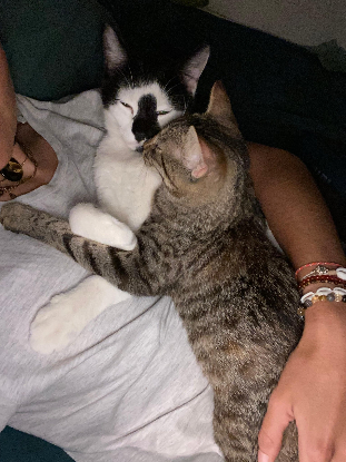 Adopter Kiri et ricotta