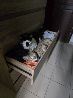 Adoption Kiri et ricotta