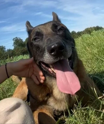 Adopter Newton