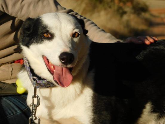 Adopter Leta