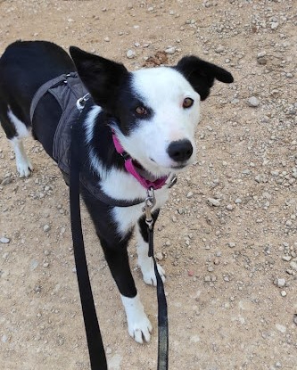 Adopter Leta