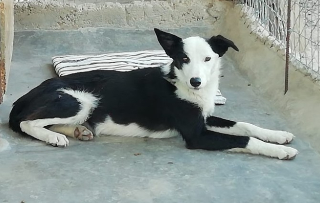 Adoption Leta