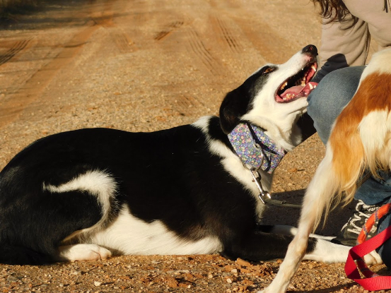 Adoption Leta
